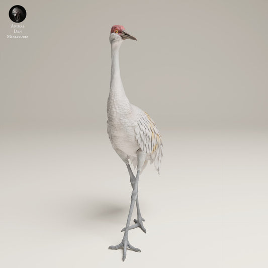 Foto del producto figura de animal diorama, modelismo: 0: figura de fauna salvaje: grulla canadiense grande – Greater Sandhill Crane (Ref 25_06_11)