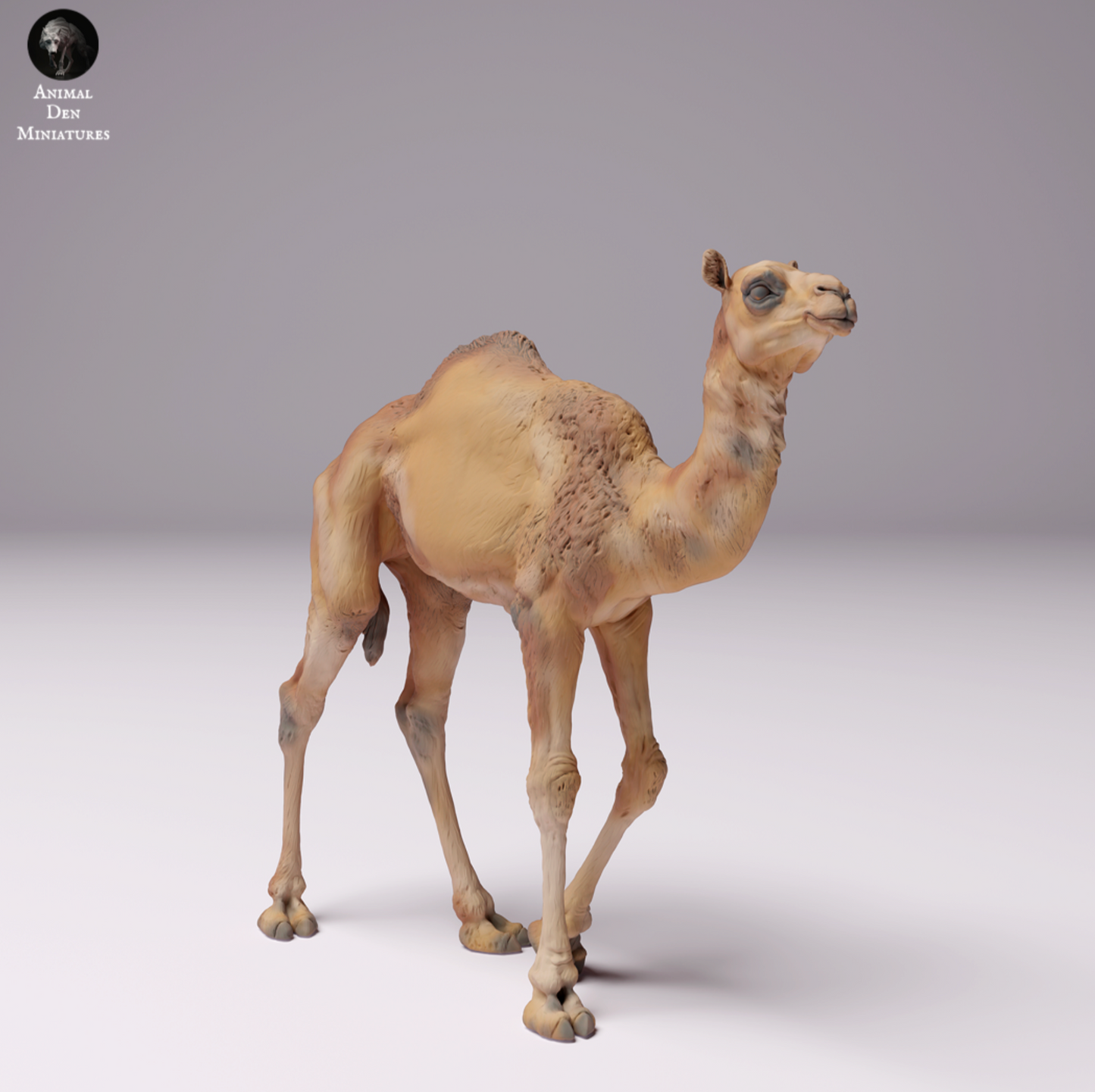 Imagen del producto 1 de 1: Dromedario / Camello - Camello de desierto, ternero, joven: Animales de África (24_07_09)
