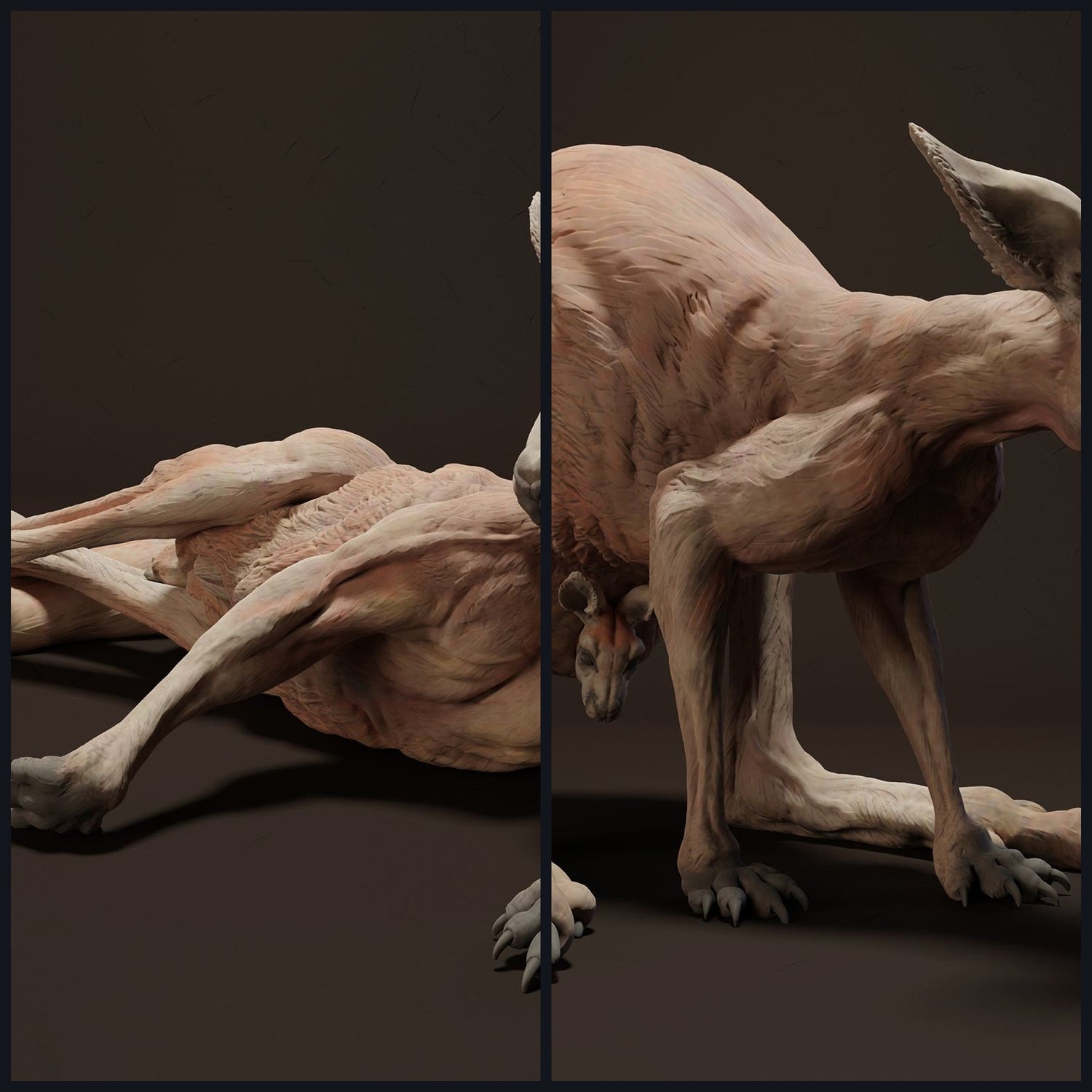 Esta imagen es la imagen de categoría para la especie animal: Marsupiales