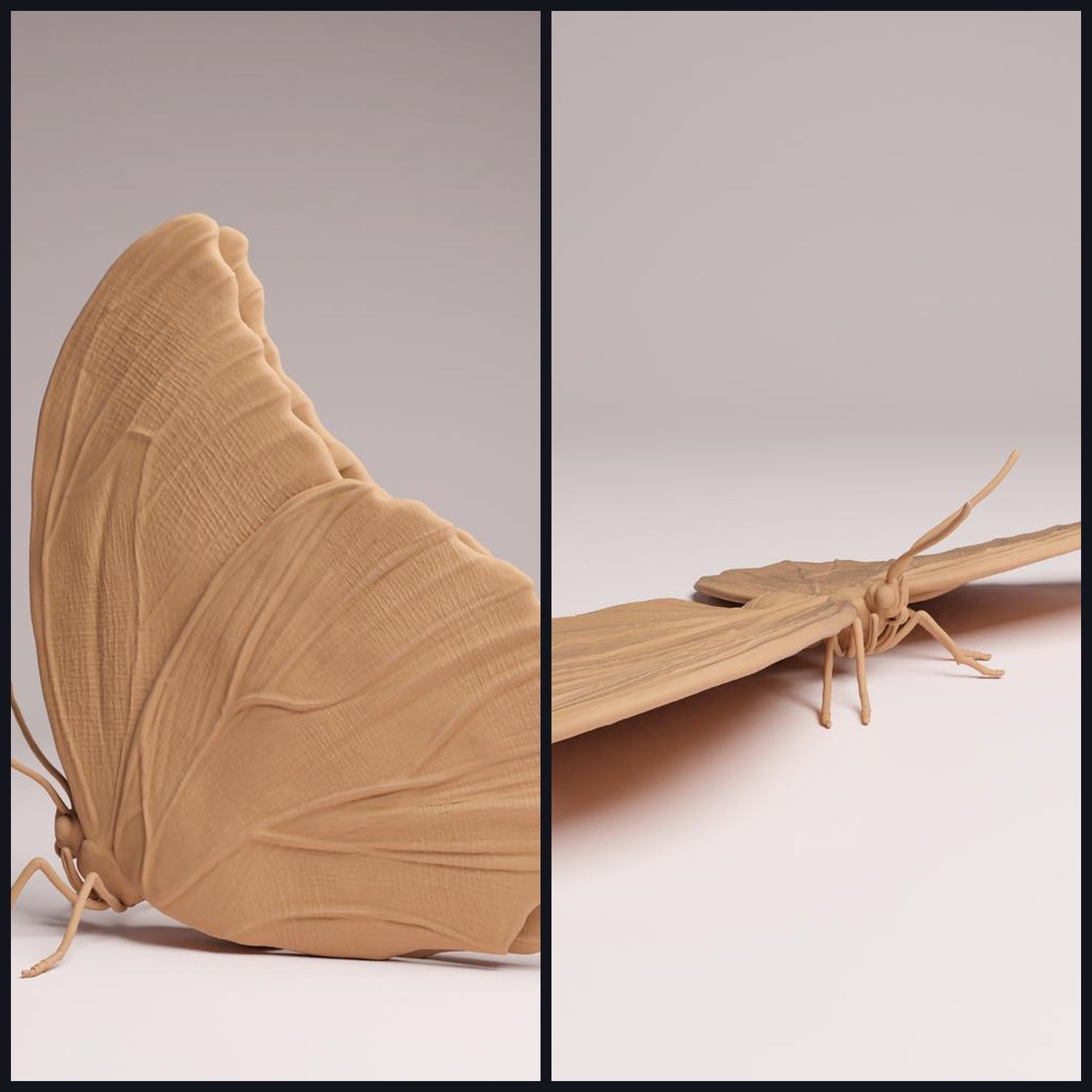 Esta imagen es la imagen de categoría para la especie animal: Insectos