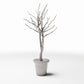 Foto de producto de diorama y modelismo 0: Plantas para dioramas: árbol ornamental sin hojas en maceta (Ref. 1099D)
