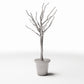 Foto de producto de diorama y modelismo 2: Plantas para dioramas: árbol ornamental sin hojas en maceta (Ref. 1099D)