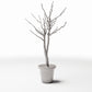 Foto de producto de diorama y modelismo 3: Plantas para dioramas: árbol ornamental sin hojas en maceta (Ref. 1099D)