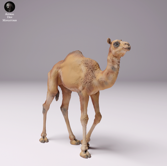 Dromedario / Camello - Cría de camello del desierto, ternero, joven: Animales de África