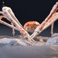 Foto del producto, figura de animal Animal Den Miniatures 7: Figura de animal marino: cangrejo araña japonés (26_09_05)