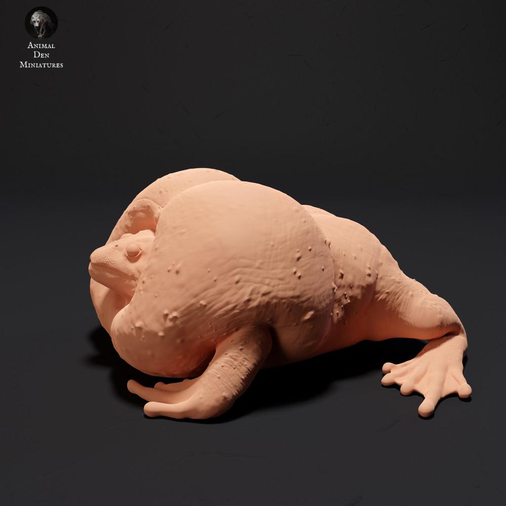 Foto de producto 1: Figura de animal anfibio: sapo excavador mexicano - croando (23_09_04)